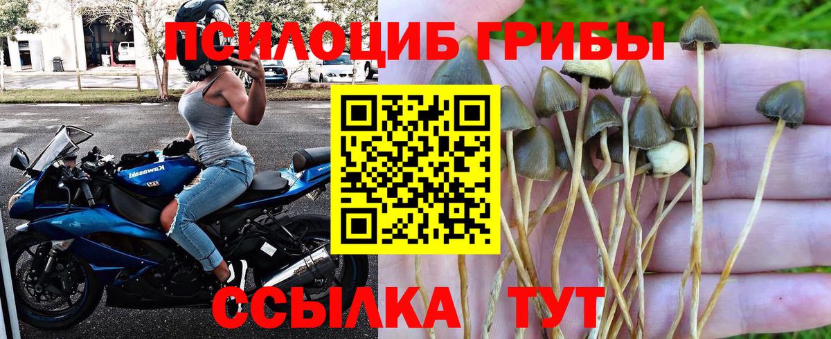 Псилоцибиновые грибы Cubensis Красноуфимск
